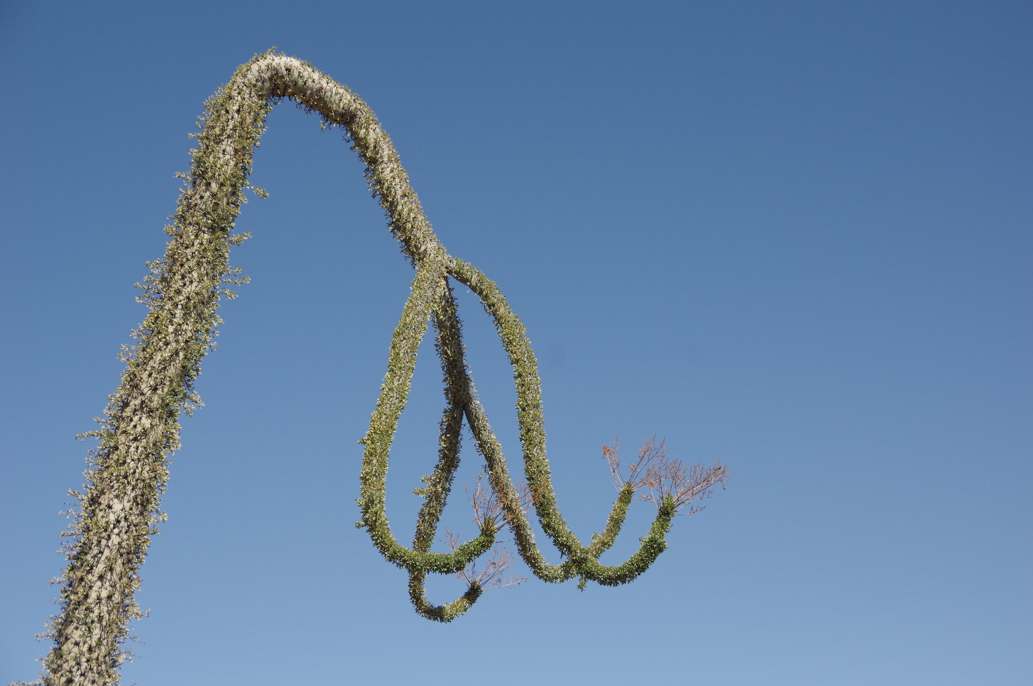 Fouquieria columnaris